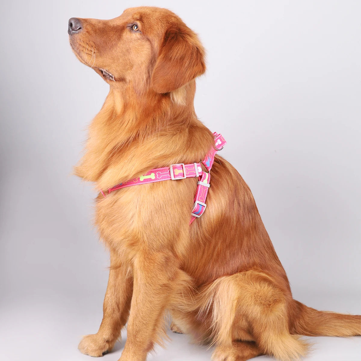 A colorful bone tripod pet dog harness for indoor and outdoor