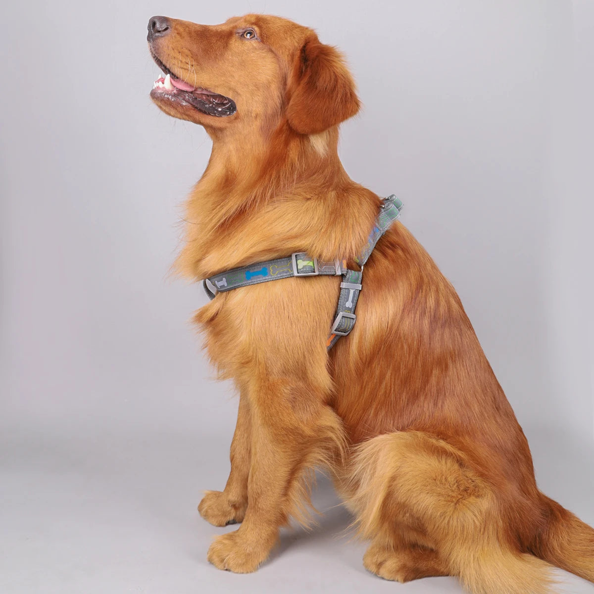 A colorful bone tripod pet dog harness for indoor and outdoor