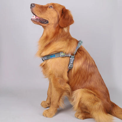 A colorful bone tripod pet dog harness for indoor and outdoor